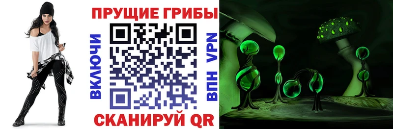 дарнет шоп  Заводоуковск  Псилоцибиновые грибы Psilocybe 